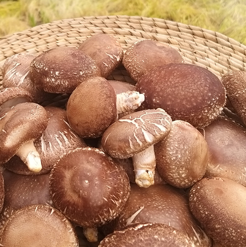 노지생표고버섯 / 시영아빠표고버섯